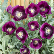 Pavot annuel Lauren's Grape