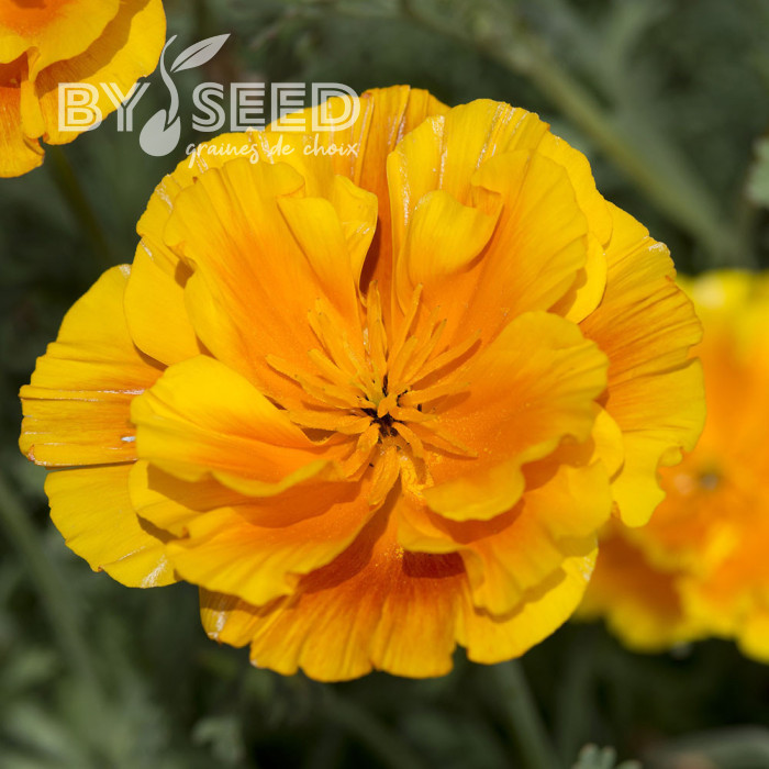 Pavot de Californie Lady Marmalade
