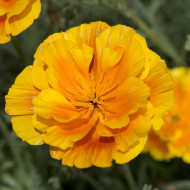 Pavot de Californie Lady Marmalade