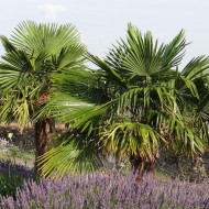 Palmier de Chine - Trachycarpus fortunei