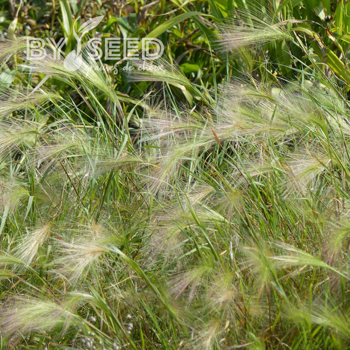 Hordeum jubatum - Orge à crinière