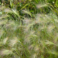 Hordeum jubatum - Orge à crinière