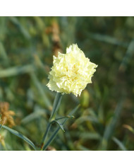 Cardère sauvage Dipsacus sylvestris BIO