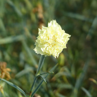OEillet des fleuristes Chabaud Marie (jaune)