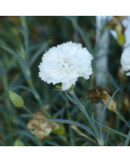 OEillet des fleuristes Chabaud Etincelant (écarlate)