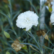 OEillet des fleuristes Chabaud Jeanne Dionis (blanc)