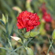 OEillet des fleuristes Chabaud Etincelant (écarlate)