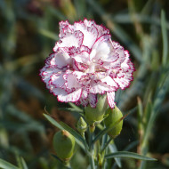 OEillet des fleuristes Chabaud Benigna (blanc et rose)