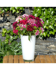 OEillet vivace des sables - Dianthus arenarius