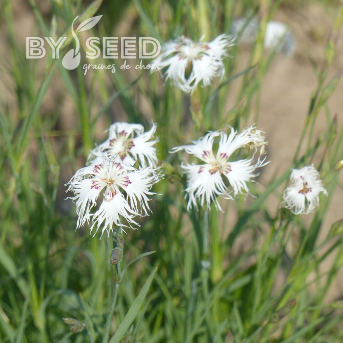 OEillet vivace des sables - Dianthus arenarius