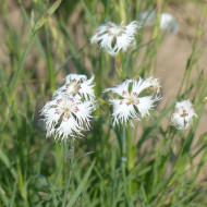 OEillet vivace des sables - Dianthus arenarius
