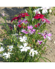 OEillet vivace des sables - Dianthus arenarius