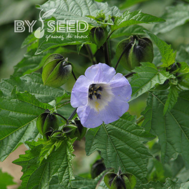 Nicandra physalodes Faux Coqueret