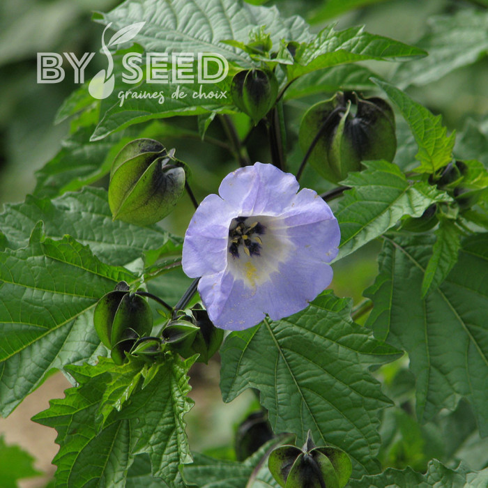 Nicandra physalodes Faux Coqueret