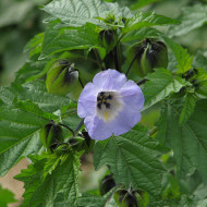 Nicandra physalodes Faux Coqueret