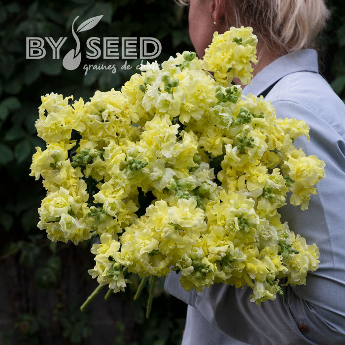 Muflier F1 double Madame Butterfly Yellow