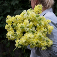 Muflier F1 double Madame Butterfly Yellow