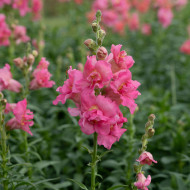 Muflier F1 double Madame Butterfly Rose