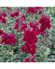 Muflier F1 double Madame Butterfly Pink