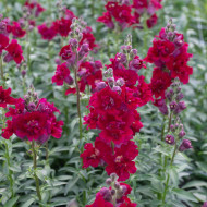 Muflier F1 double Madame Butterfly Red