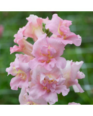 Muflier F1 double Madame Butterfly Red