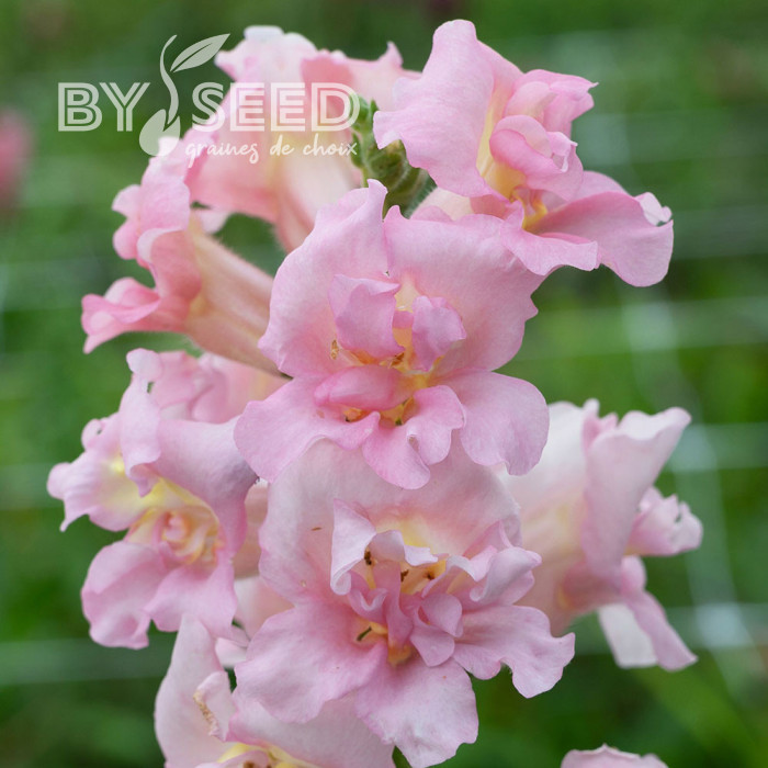 Muflier F1 double Madame Butterfly Pink