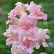 Muflier F1 double Madame Butterfly Pink