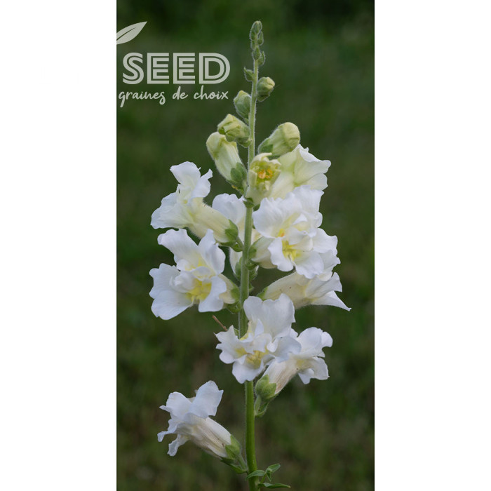 Muflier F1 double Madame Butterfly Ivory