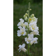 Muflier F1 double Madame Butterfly Ivory