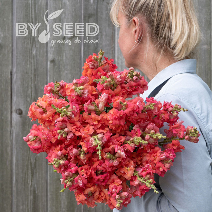 Muflier F1 double Madame Butterfly Cherry Bronze