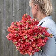 Muflier F1 double Madame Butterfly Cherry Bronze