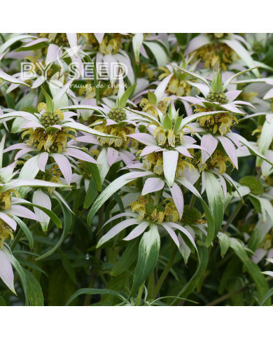 Monarde punctata