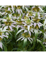 Myosotis Sylva Mix