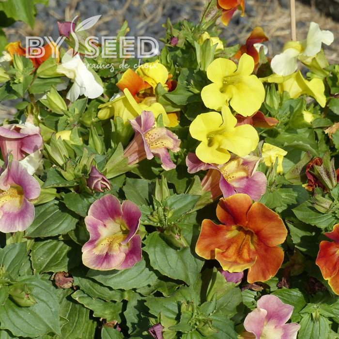 Mimulus Maximus Mix (graines enrobées)