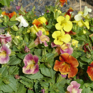 Mimulus Maximus Mix (graines enrobées)