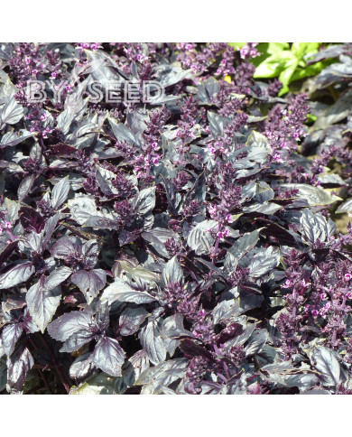 Basilic Red Rubin