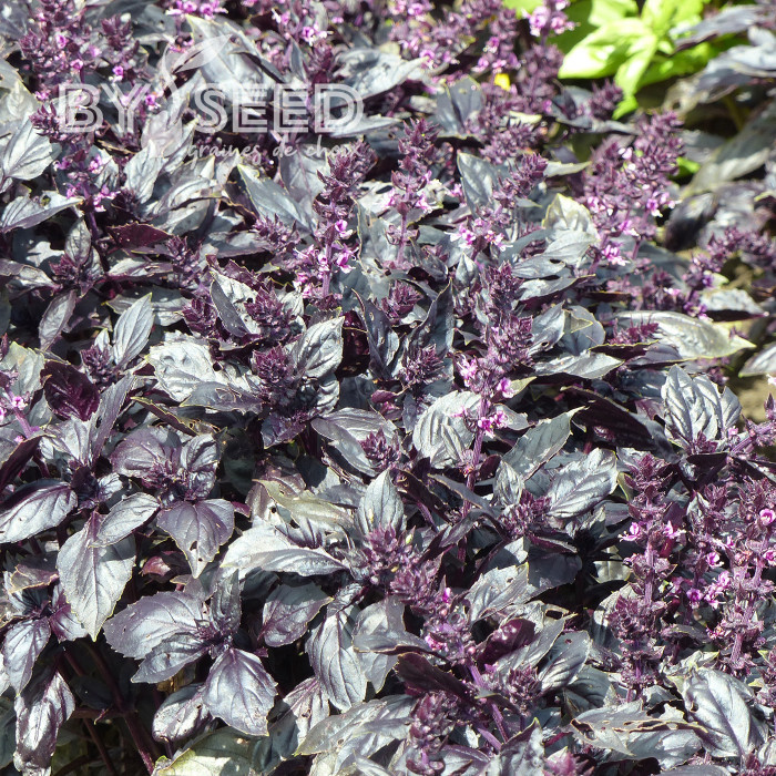 Basilic Red Rubin