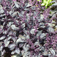 Basilic Red Rubin