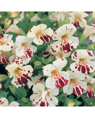 Mimulus Magic Mix (graines enrobées)