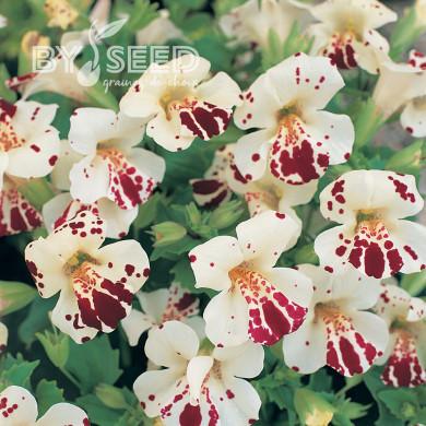 Mimulus Magic White Blotch (graines enrobées)
