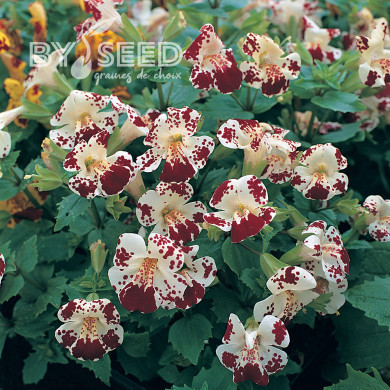 Mimulus Magic White Blotch (graines enrobées)