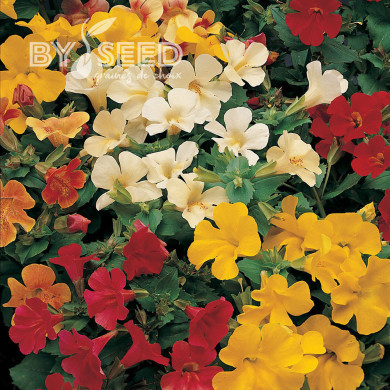 Mimulus Magic Mix (graines enrobées)