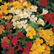 Mimulus Magic Mix (graines enrobées)