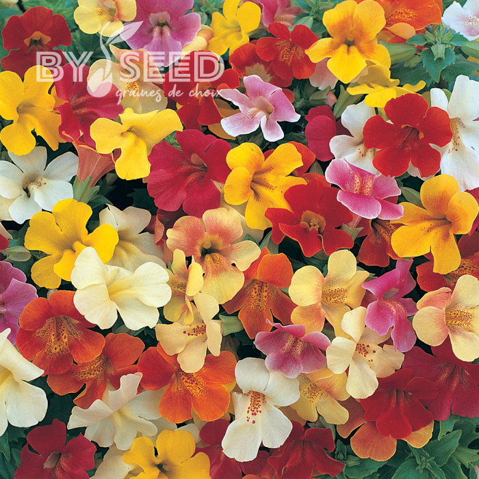 Mimulus Magic Mix (graines enrobées)