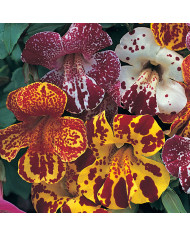 Mimulus Magic Mix (graines enrobées)