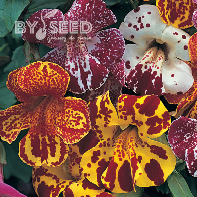 Mimulus Magic Blotch Mix (graines enrobées)