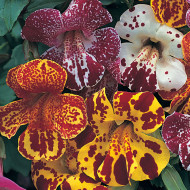 Mimulus Magic Blotch Mix (graines enrobées)