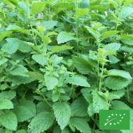 Mélisse officinale BIO
