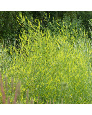 Mélilot blanc (plante sauvage)
