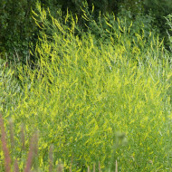 Mélilot jaune (plante sauvage)